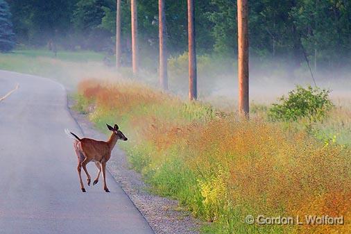 Deer On The Road_11152.jpg - Photographed near Smiths Falls, Ontario, Canada.